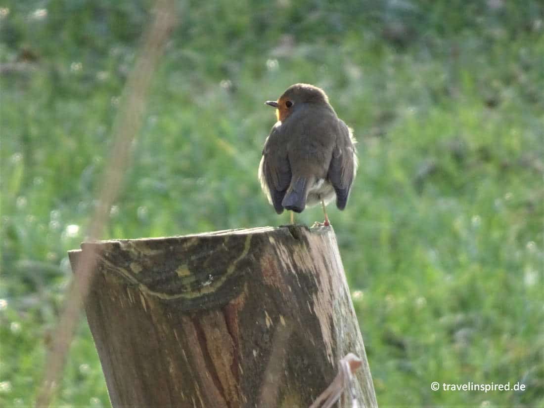 Rotkehlchen, Vögel beobachten Kremperheide, Erfahrungsbericht