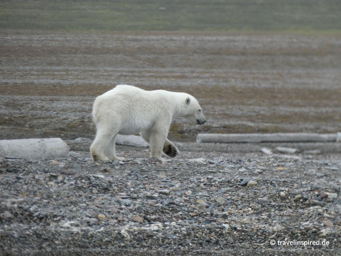 Eisbären in freier Wildbahn sehen auf Spitzbergen, Erfahrungsbericht