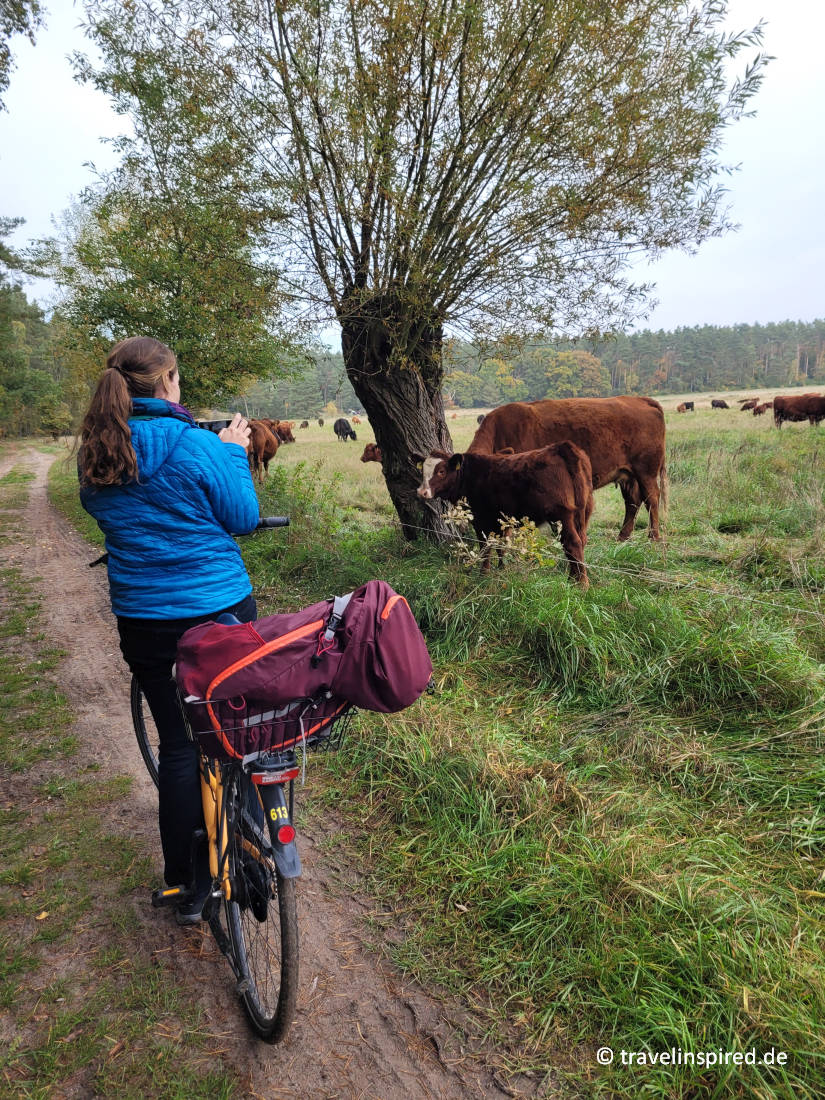 Müritz Nationalpark Radfahren Kühe