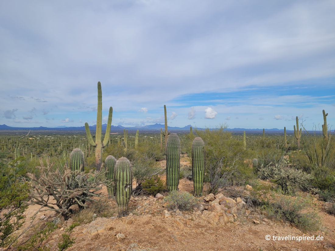 Saguaro Nationalpark Reisebericht