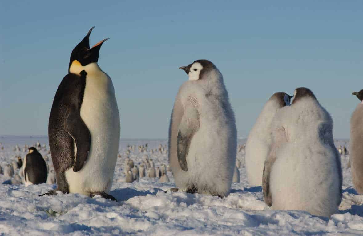 Kaiserpinguine Antarktis