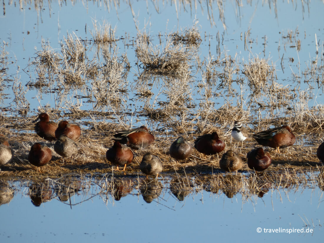 Bitter Lake National Wildlife Refuge - Erfahrungsbericht | Travelinspired