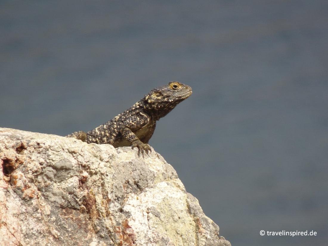 Hardun, Tierbeobachtung auf Patmos