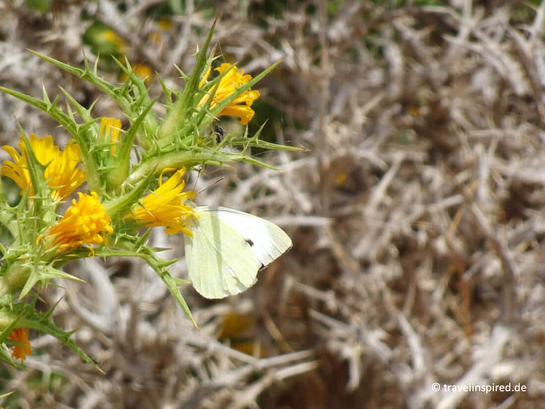 Schmetterling, wandern Insel Patmos, Griechenland