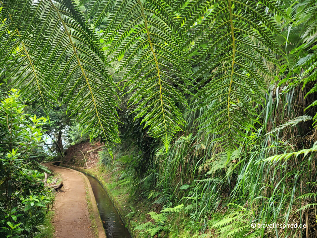 Levada do Rei Wanderweg, Madeira Wanderurlaub Erfahrungen