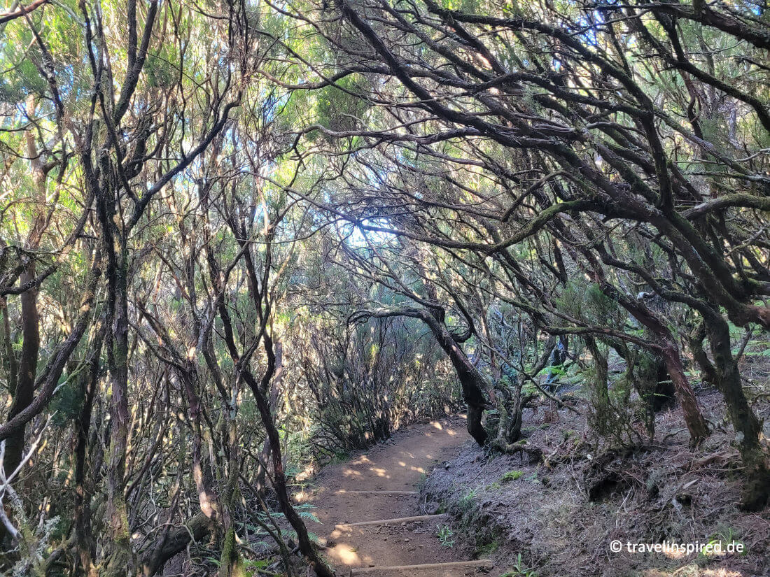 Verwunschener Wanderweg Richtung Fanal, Paul da Serra Hochebene