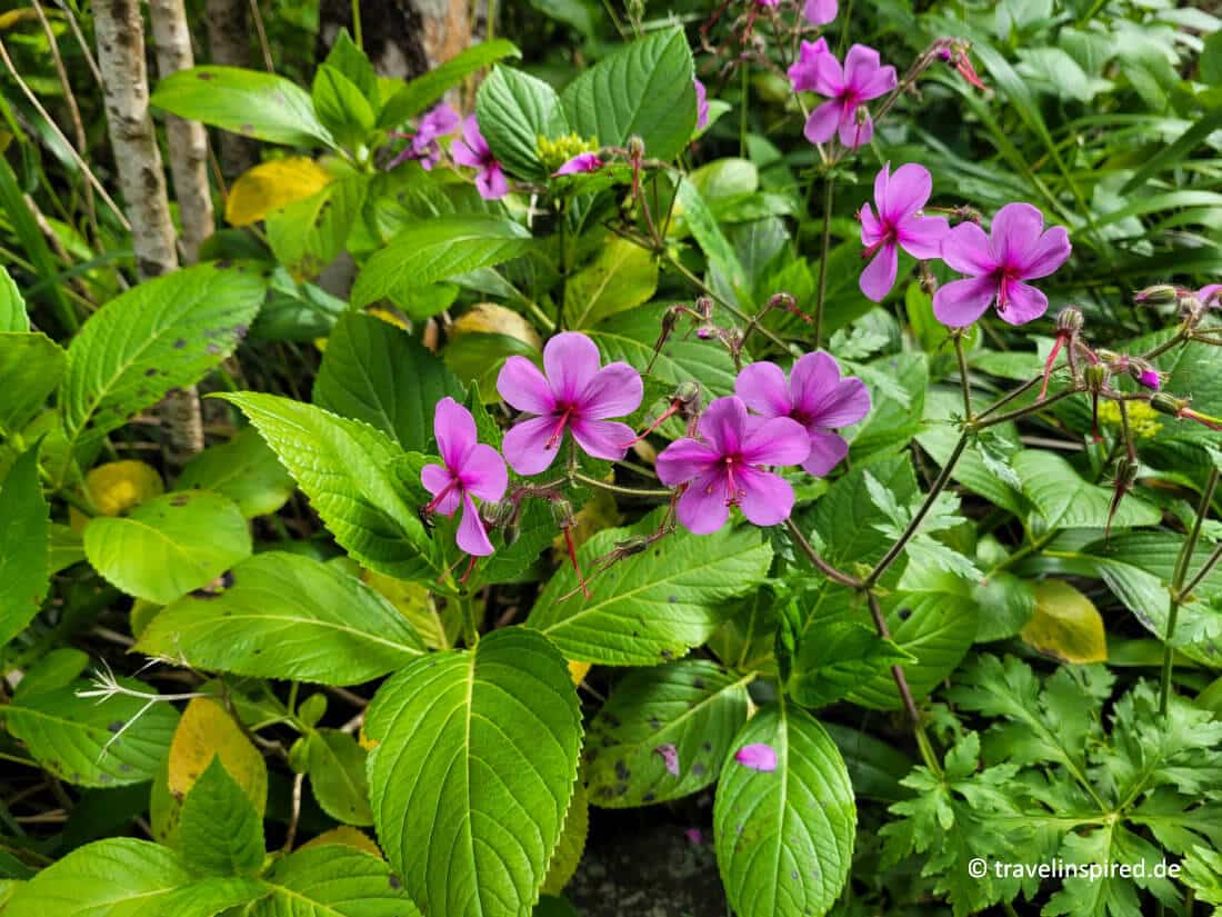 Bunte Wildblumen am Wanderweg Caminho do Pináculo e Folhadal