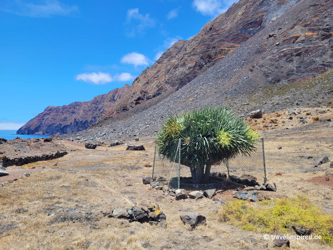 Einsamer Baum in der kargen Landschaft, Ilhas Desertas Ausflug ab Funchal