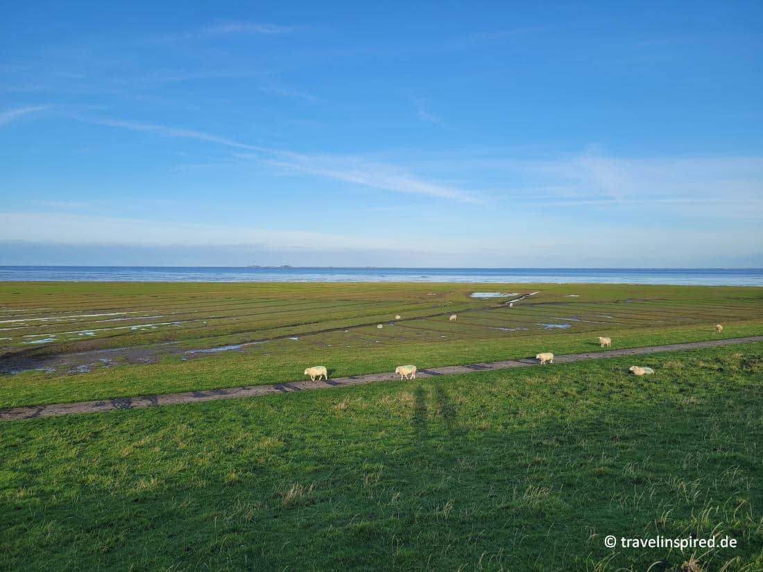 Typisch Pellworm: Weitblick über die Nordsee und Schafe