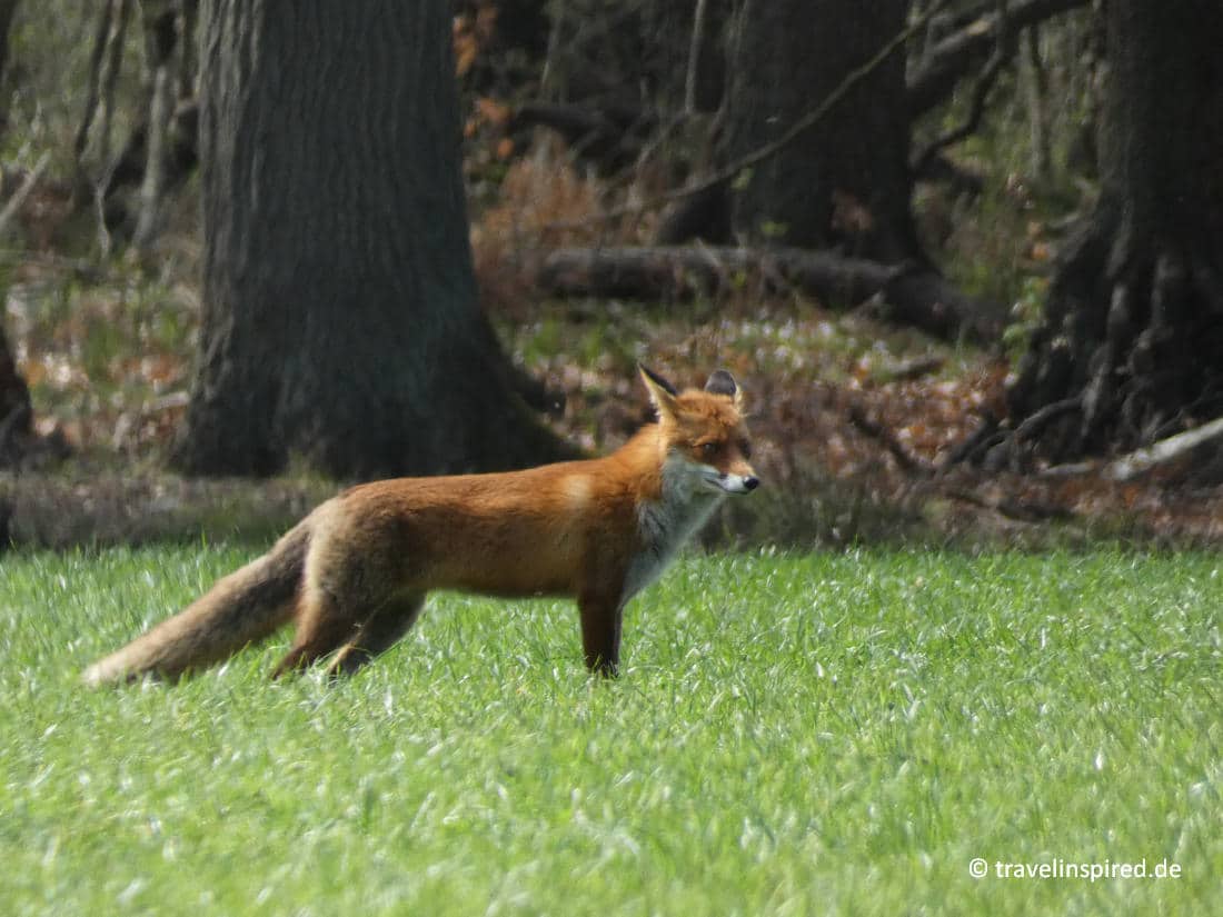 Fuchs Ribnitzer Grosses Moor