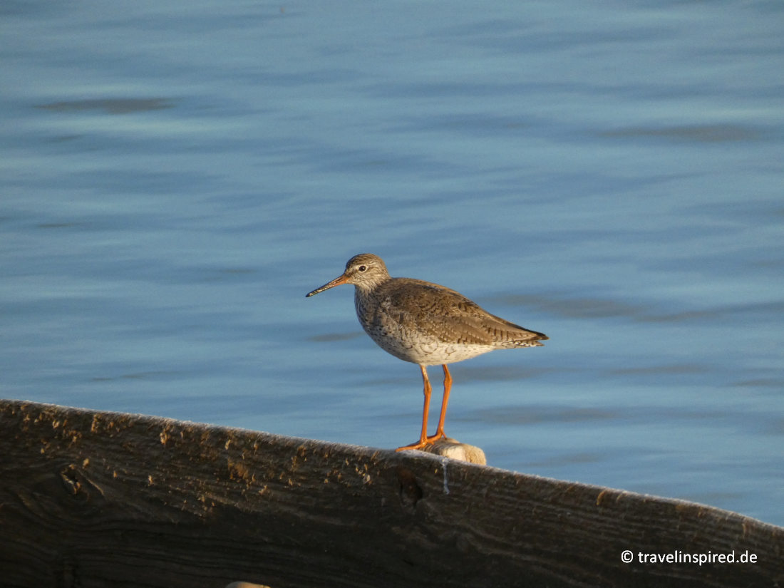 Rotschenkel, Vogelbeobachtung Lissabon, Tipps und Erfahrungen