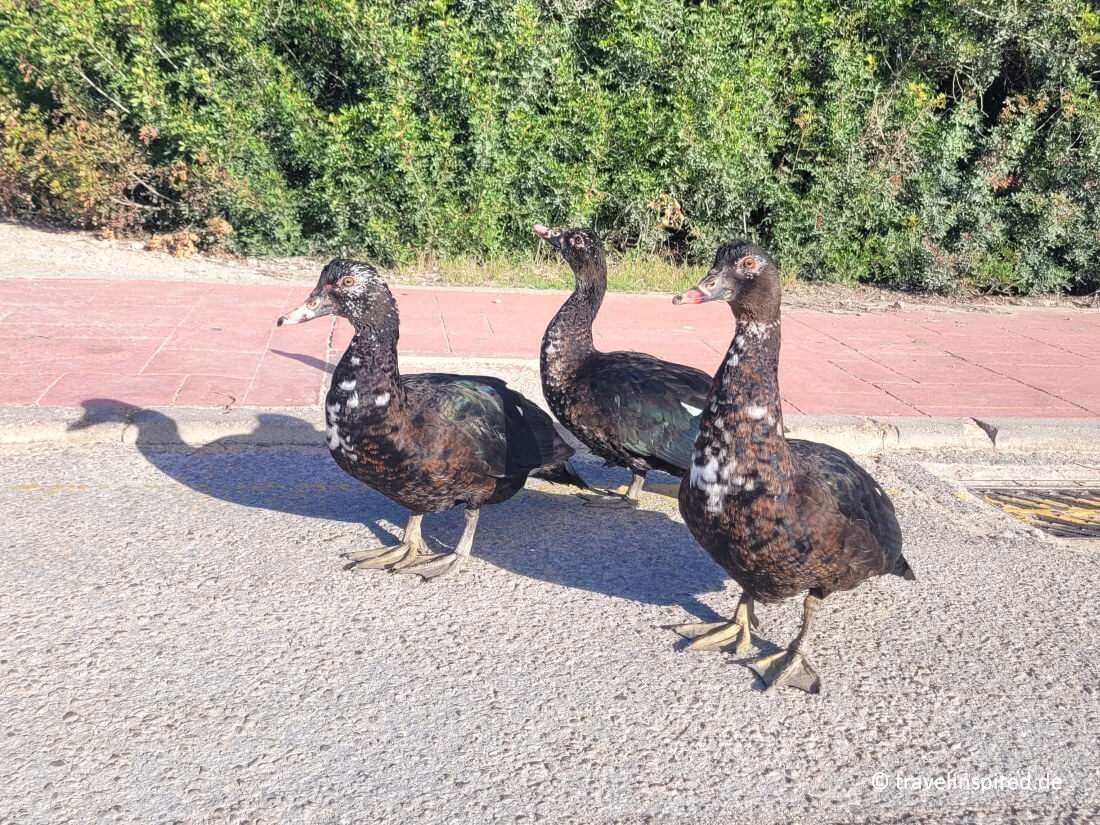 Neugierige Enten, Wandern Son Bou