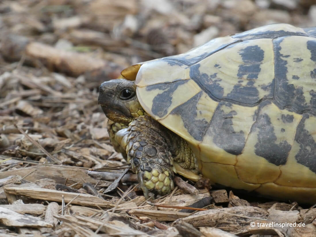 Niedliche Schildkröte, Tierbeobachtung Menorca