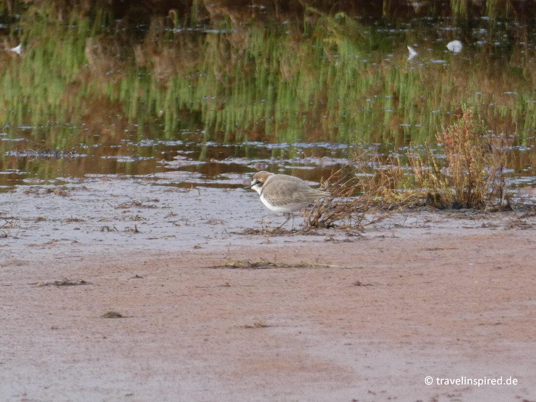 Seeregenpfeifer, Vogelbeobachtung Ses Salines de Addaia