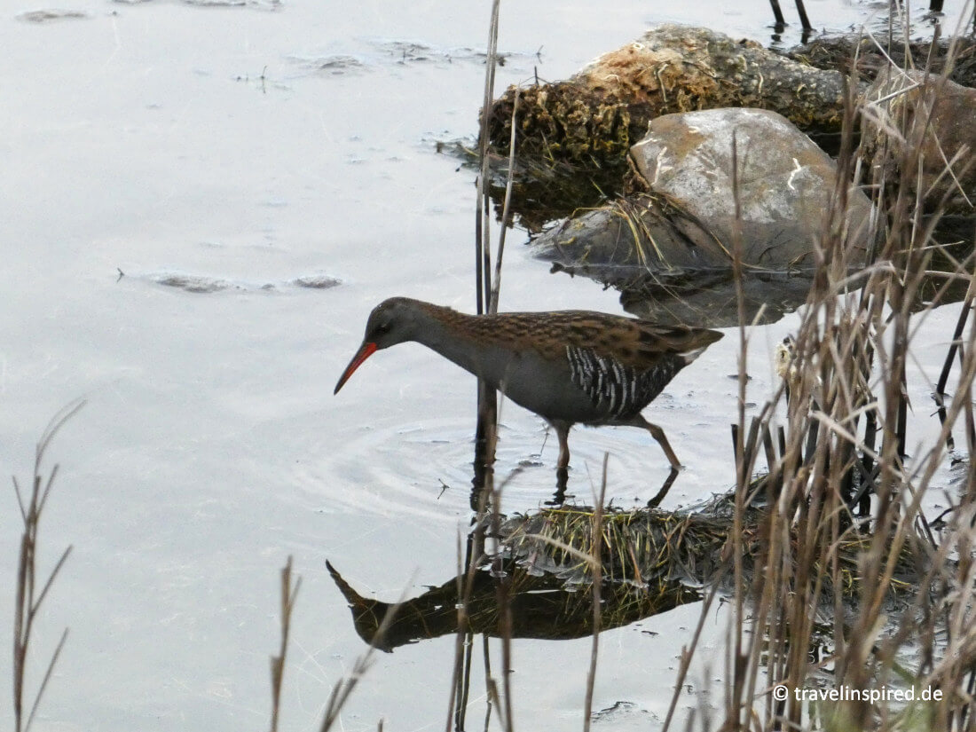 Wasserralle, Vogelbeobachtung Menorca Tipps und Erfahrungen