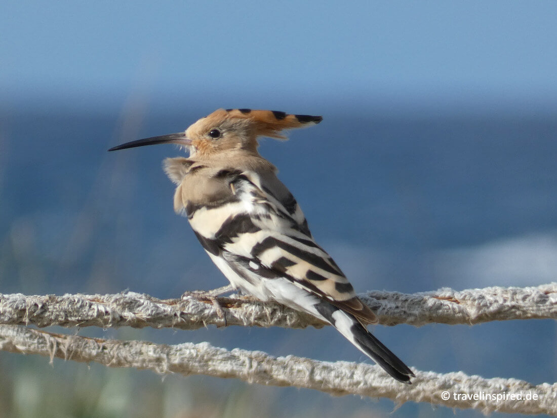 Wiedehopf, Wandern Son Bou, Menorca Erfahrungsbericht mit Tipps
