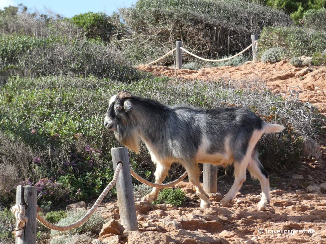 Eine Ziege quert den Wanderweg, Erfahrungen Wandern auf Menorca, Balearen